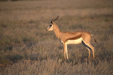 Impala Kenya bozkırında