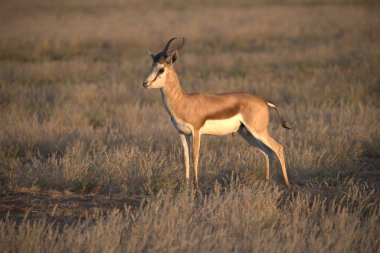 Çayırda dişi bir ceylan