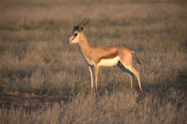 Çimlerin üzerinde duran dişi bir antilop.