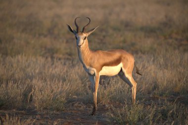red impala in the kruger national park, south africa
