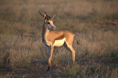 Beyaz Impala sabah savanada