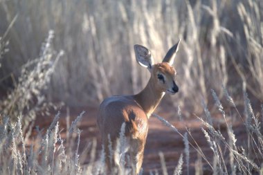 Çimlerde genç bir geyik