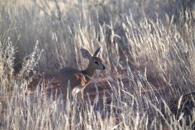 Çölde bir geyiğin yakın çekimi.