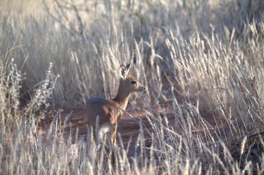 Ormandaki kırmızı geyik