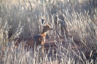 kırmızı - kalahari çölünde, namibya