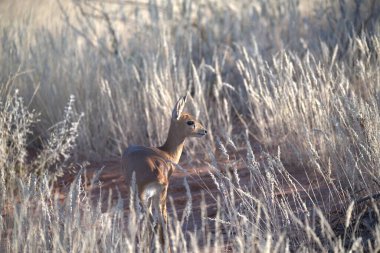 Ormandaki kırmızı geyik