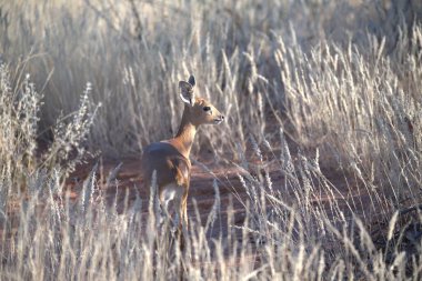 vahşi Kızıl geyik