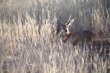 vahşi Kızıl geyik