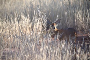 vahşi Kızıl geyik