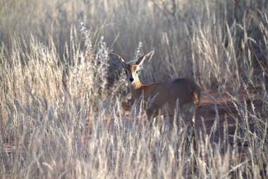 Ormandaki erkek geyik, ulusal park