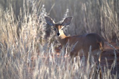 Ormanda bir geyiğin yakın çekimi.