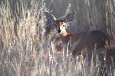 Gündüzleri ormanda bir geyik.