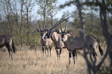 Sabah güneşinde savanada bir grup ceylan.