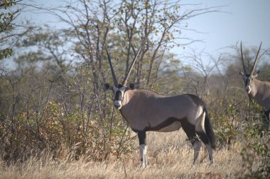 Ormanda beyaz bir geyiğin güzel bir görüntüsü.