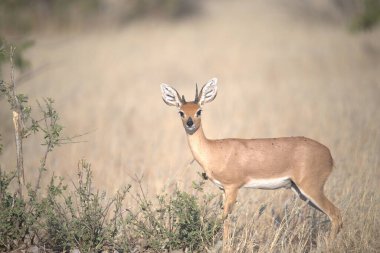 vahşi Kızıl geyik