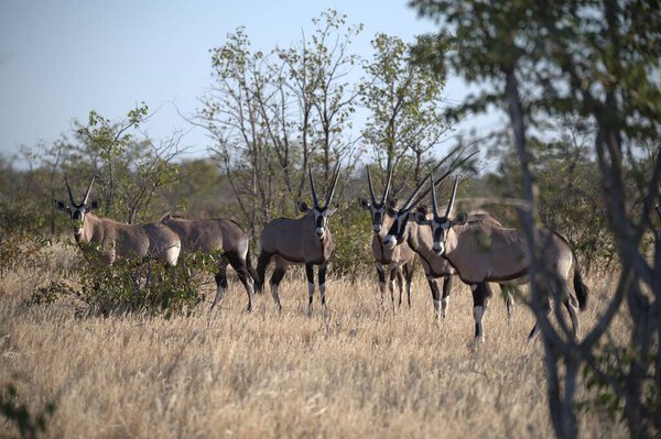 group of zebras in the wild