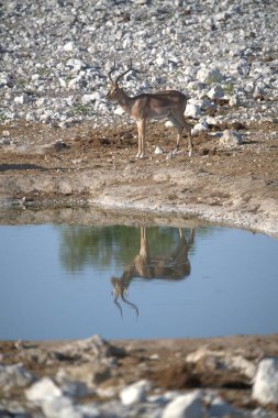 Geyik vahşi doğada