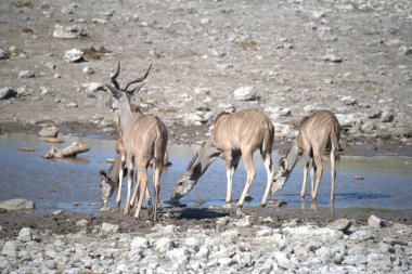 Çöldeki bir grup vahşi hayvan.