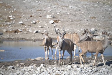 Savanada vahşi bir hayvan sürüsü