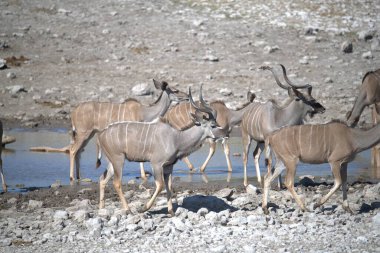 Bir vahşi hayvan sürüsü yerde.