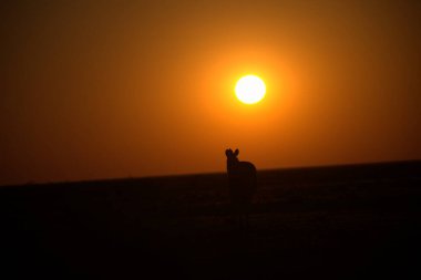 Çölde güzel bir gün batımı