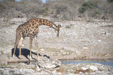 Zürafa (zürafa camelopardalis), etosha Ulusal Parkı, Namibya, Afrika