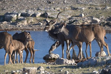 Namibya bozkırında vahşi hayvanlar