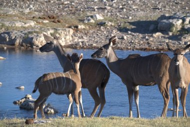 Etoşa Ulusal Parkı 'nda bir grup Afrikalı zebra.
