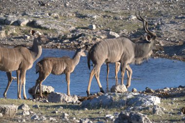 Savanadaki bir grup Afrikalı zebra