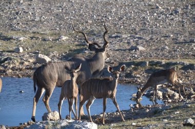 Kuzeydeki dağlarda yaban güveci