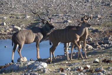 Çölde bir grup vahşi geyik antilobu.