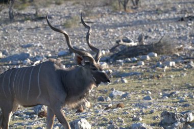 Savanada bir erkek geyik