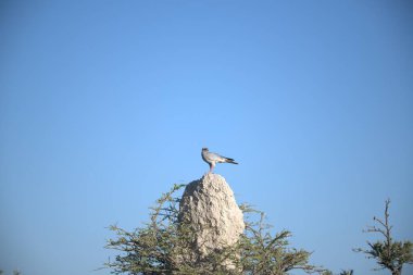 Gökyüzünde bir martı