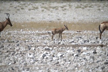 Afrika bozkırında bir çift vahşi hayvan.