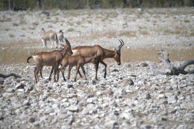 Bir vahşi geyik sürüsünün yakın çekimi.
