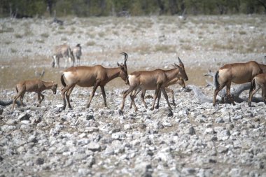 Hayvanat bahçesindeki bir grup antilop.