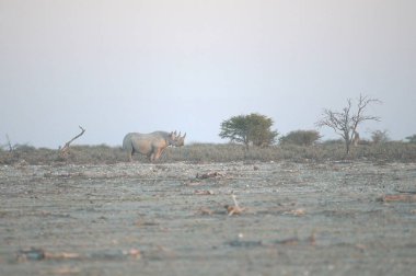 Afrika fili, Loxodonta Africana, Etoşa Ulusal Parkı, Namibya.