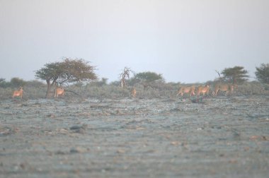 Afrika savanındaki zürafa.