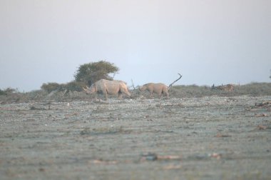 Namibya 'daki Etoşa Ulusal Parkı' ndaki fil.