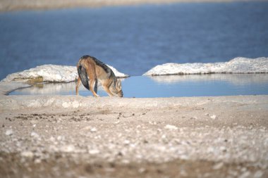 Göldeki vahşi köpek.