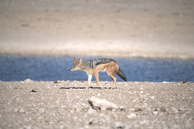 Çölde vahşi su geyiği İlkbaharda Utah çölünde