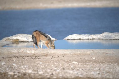 Köpek Rusya 'da Baykal Gölü kıyısında yürüyor..