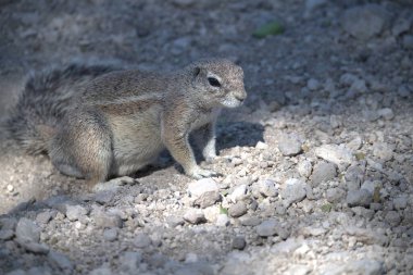 toprak sincabı, sperellus sperelphilus, toprakta duruyor.