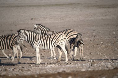 Zebralar Etoşa Parkı 'ndaki su birikintisinde, Namibya, Afrika