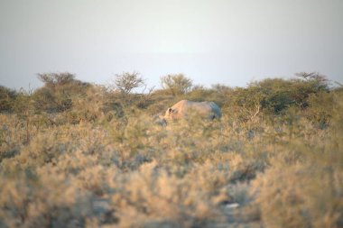 Etosha Ulusal Parkı 'nda Vahşi Fil, Namibya