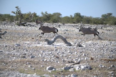 Savanadaki bir vahşi debra sürüsü.