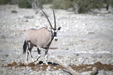 Çöldeki beyaz bir antilobun güzel bir görüntüsü.