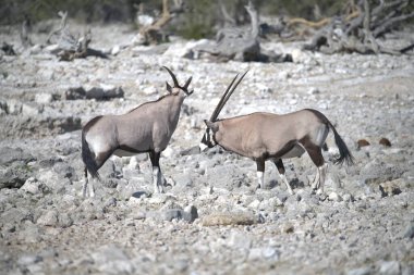 Savanadaki beyaz antilobun yakın çekim görüntüsü.