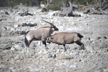 Namibya bozkırında vahşi bir kuantilop