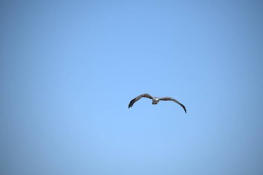 Gökyüzündeki kuş